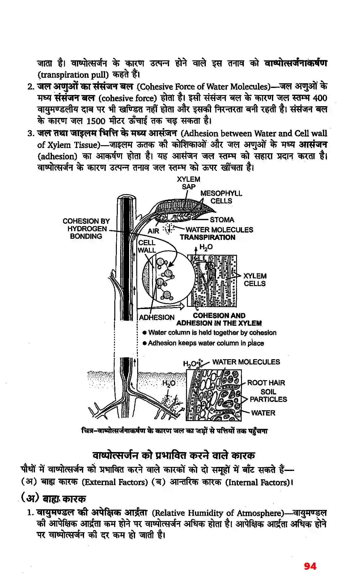 Bihar Board Class 11th Biology (जीव विज्ञान) Chapter 11 (पौधों में परिवहन) Solution 7