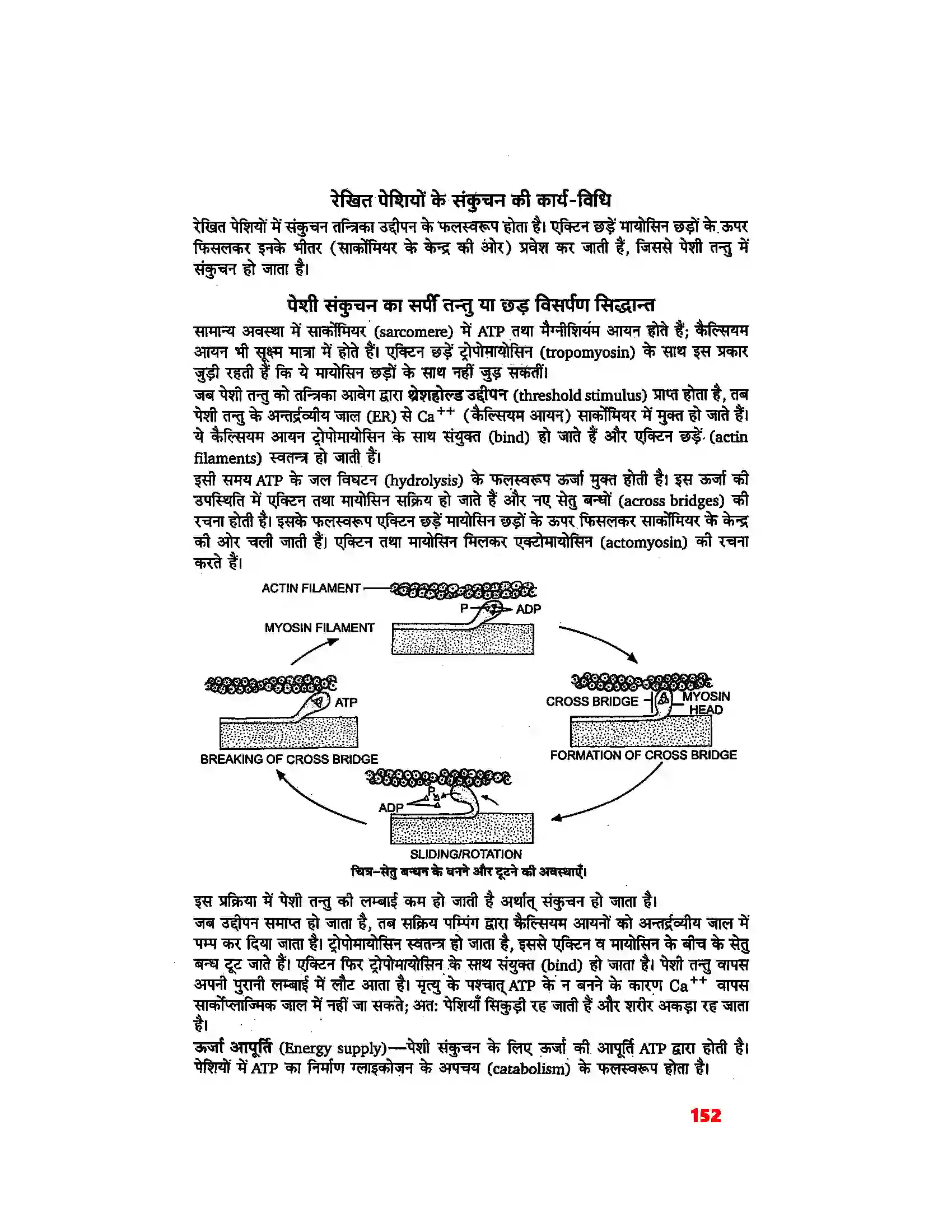 Bihar Board Class 11th Biology (जीव विज्ञान) Chapter 20 (गमन एवं संचलन) Solution 2