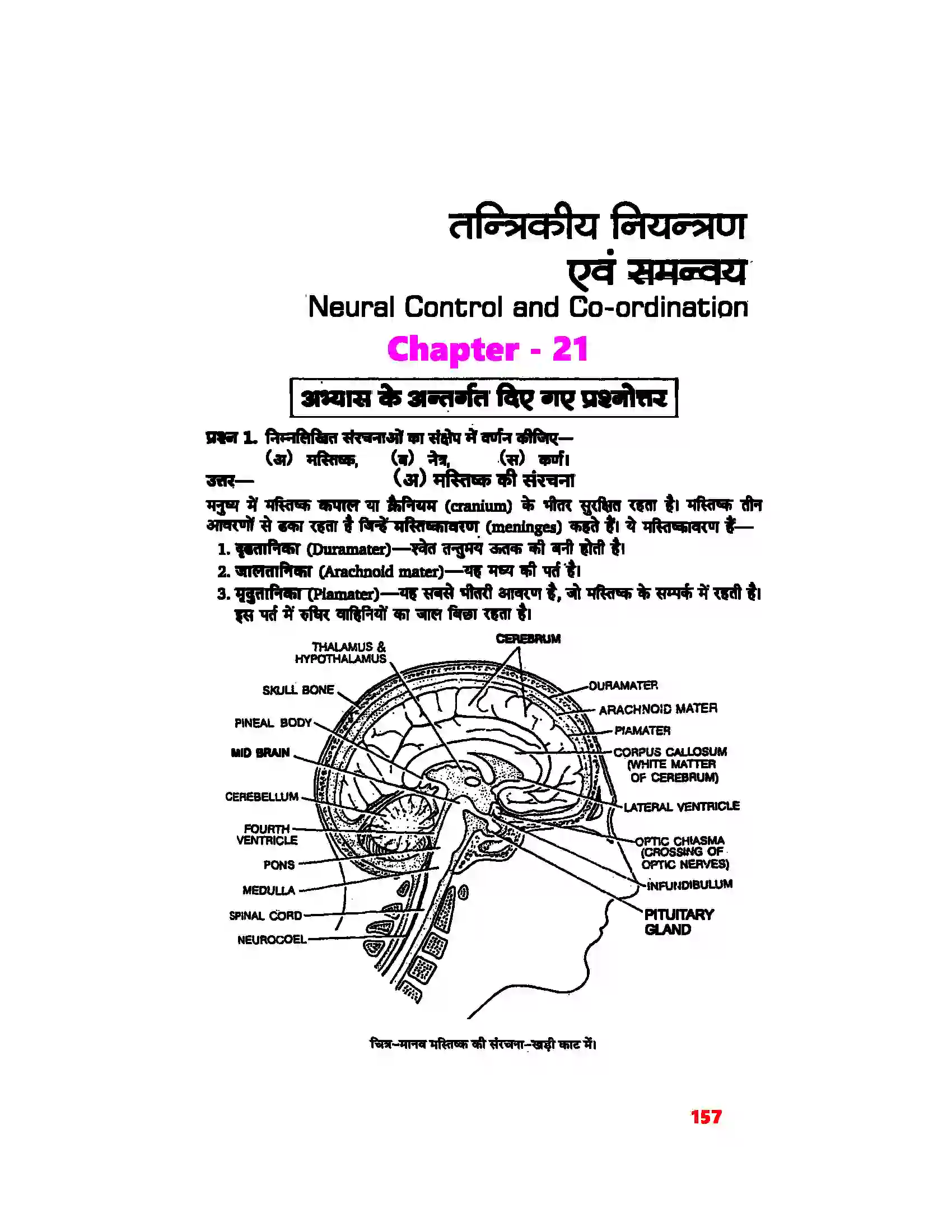 Bihar Board Class 11th Biology (जीव विज्ञान) Chapter 21 (तंत्रिकीय नियंत्रण एवं समन्वय) Solution 1
