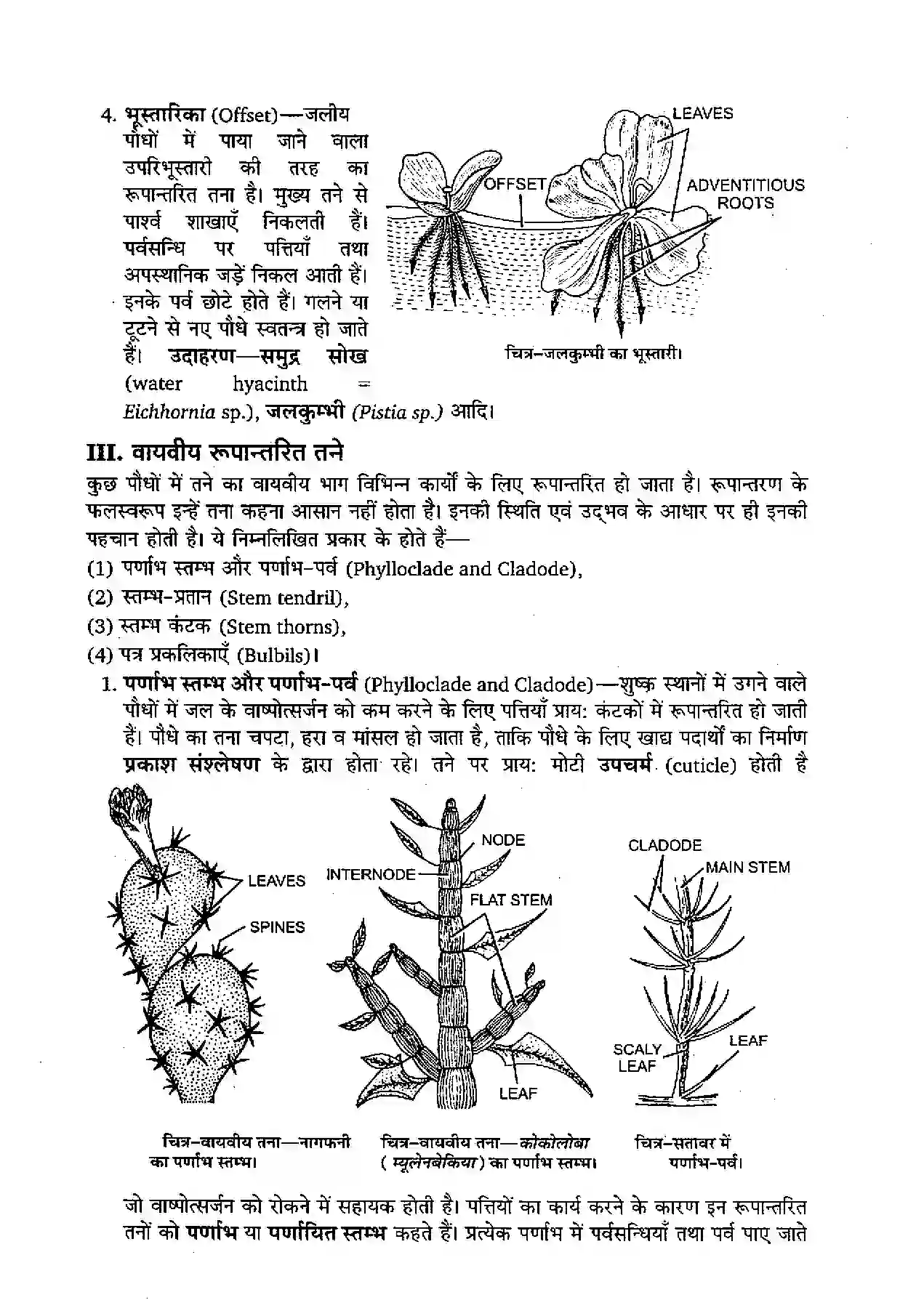 Bihar Board Class 11th Biology (जीव विज्ञान) Chapter 5 (पुष्पी पादपों की आकारिकी) Solution 10