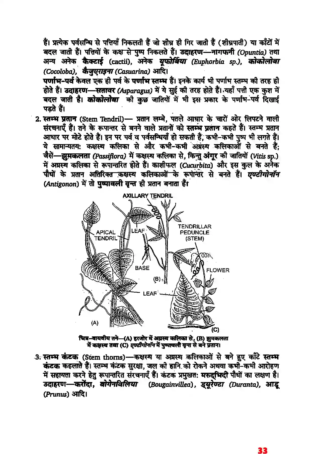 Bihar Board Class 11th Biology (जीव विज्ञान) Chapter 5 (पुष्पी पादपों की आकारिकी) Solution 11