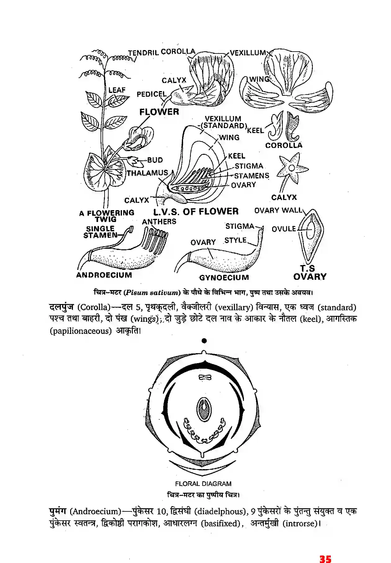 Bihar Board Class 11th Biology (जीव विज्ञान) Chapter 5 (पुष्पी पादपों की आकारिकी) Solution 13
