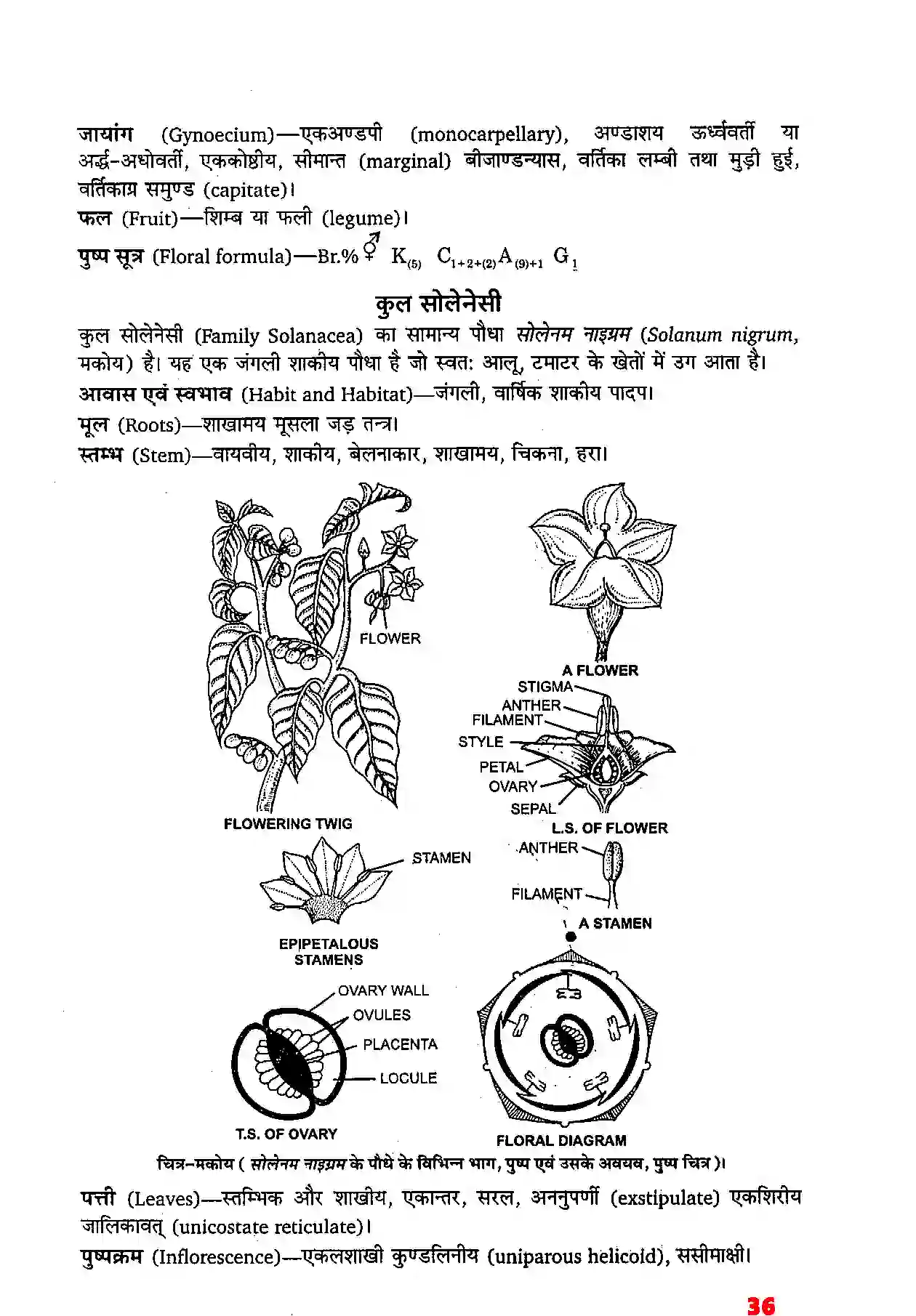 Bihar Board Class 11th Biology (जीव विज्ञान) Chapter 5 (पुष्पी पादपों की आकारिकी) Solution 14