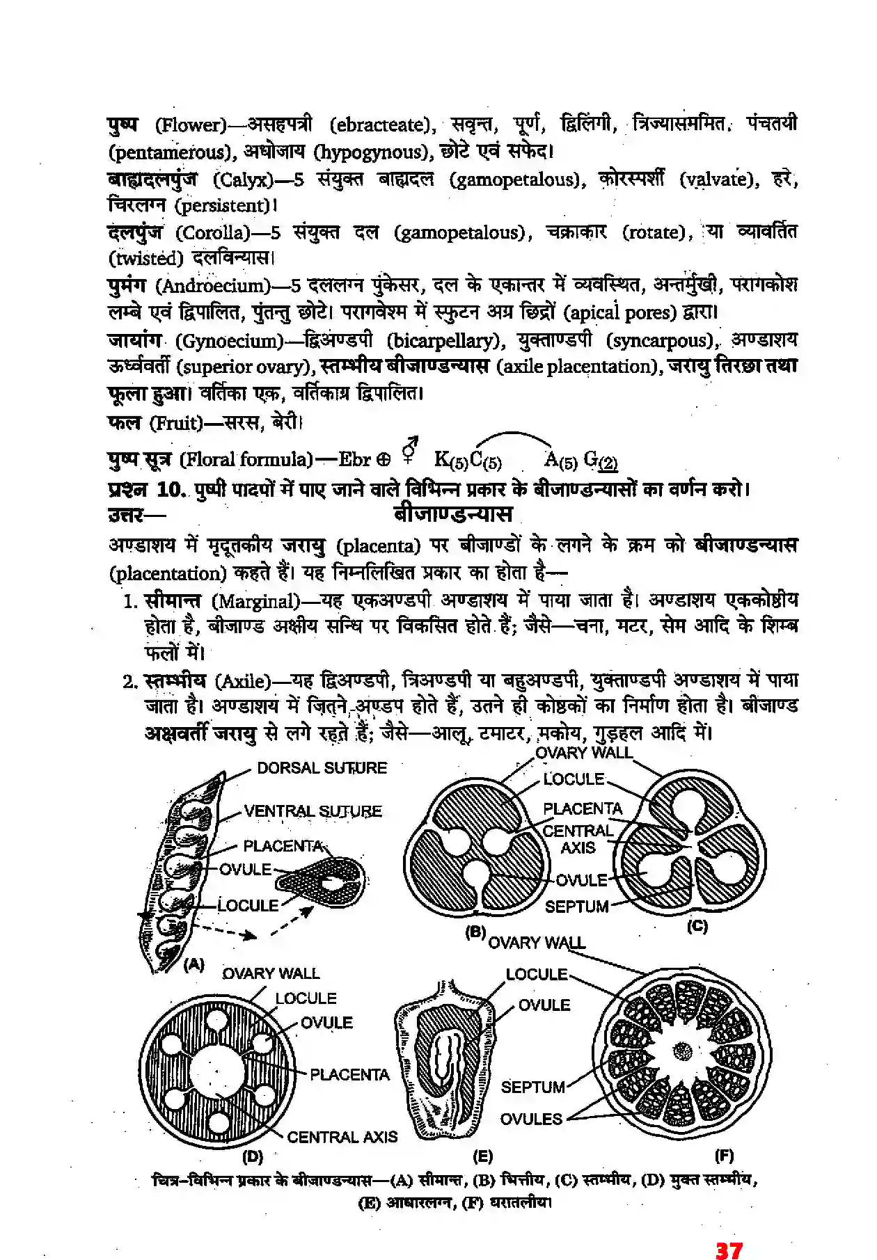 Bihar Board Class 11th Biology (जीव विज्ञान) Chapter 5 (पुष्पी पादपों की आकारिकी) Solution 15