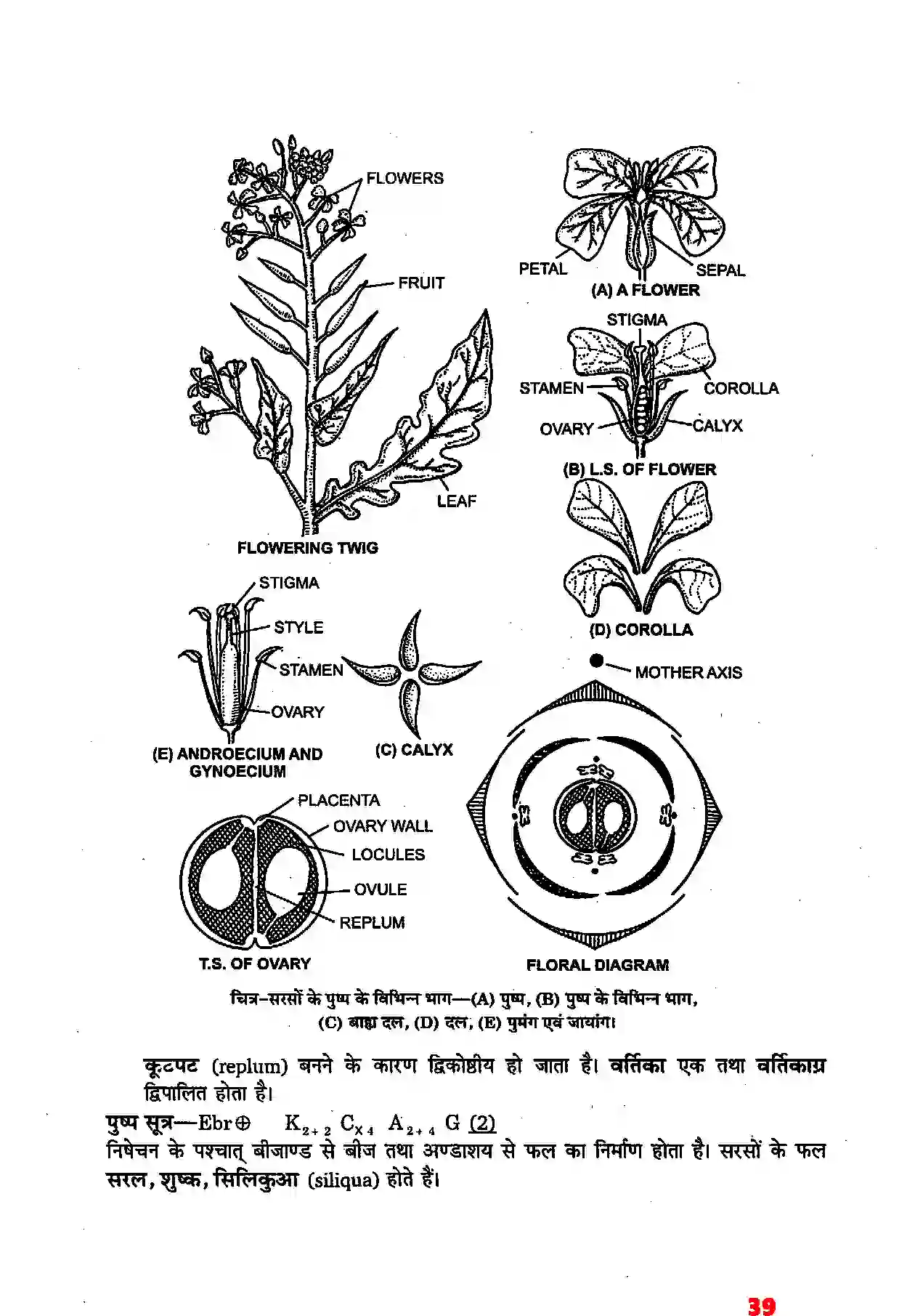Bihar Board Class 11th Biology (जीव विज्ञान) Chapter 5 (पुष्पी पादपों की आकारिकी) Solution 17