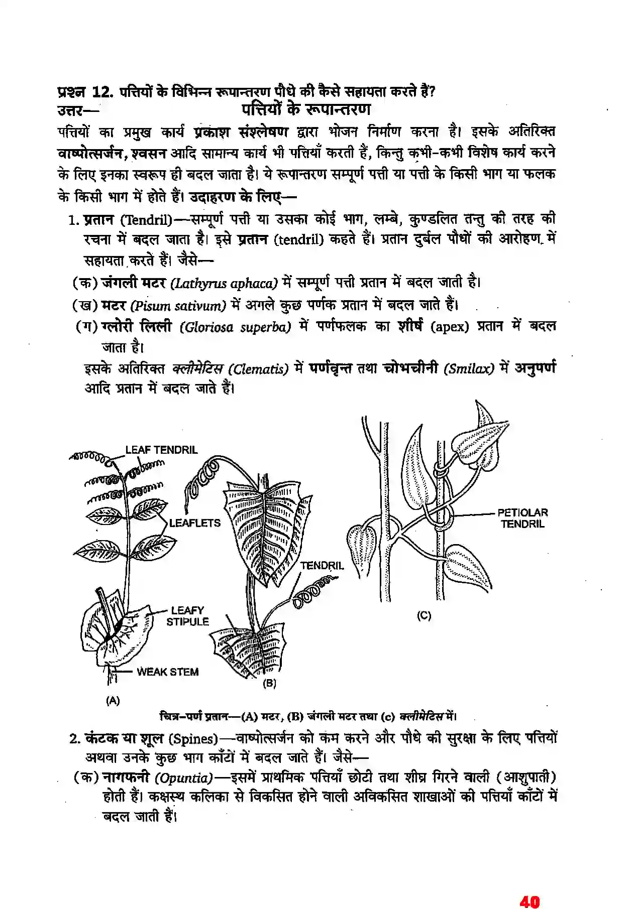 Bihar Board Class 11th Biology (जीव विज्ञान) Chapter 5 (पुष्पी पादपों की आकारिकी) Solution 18
