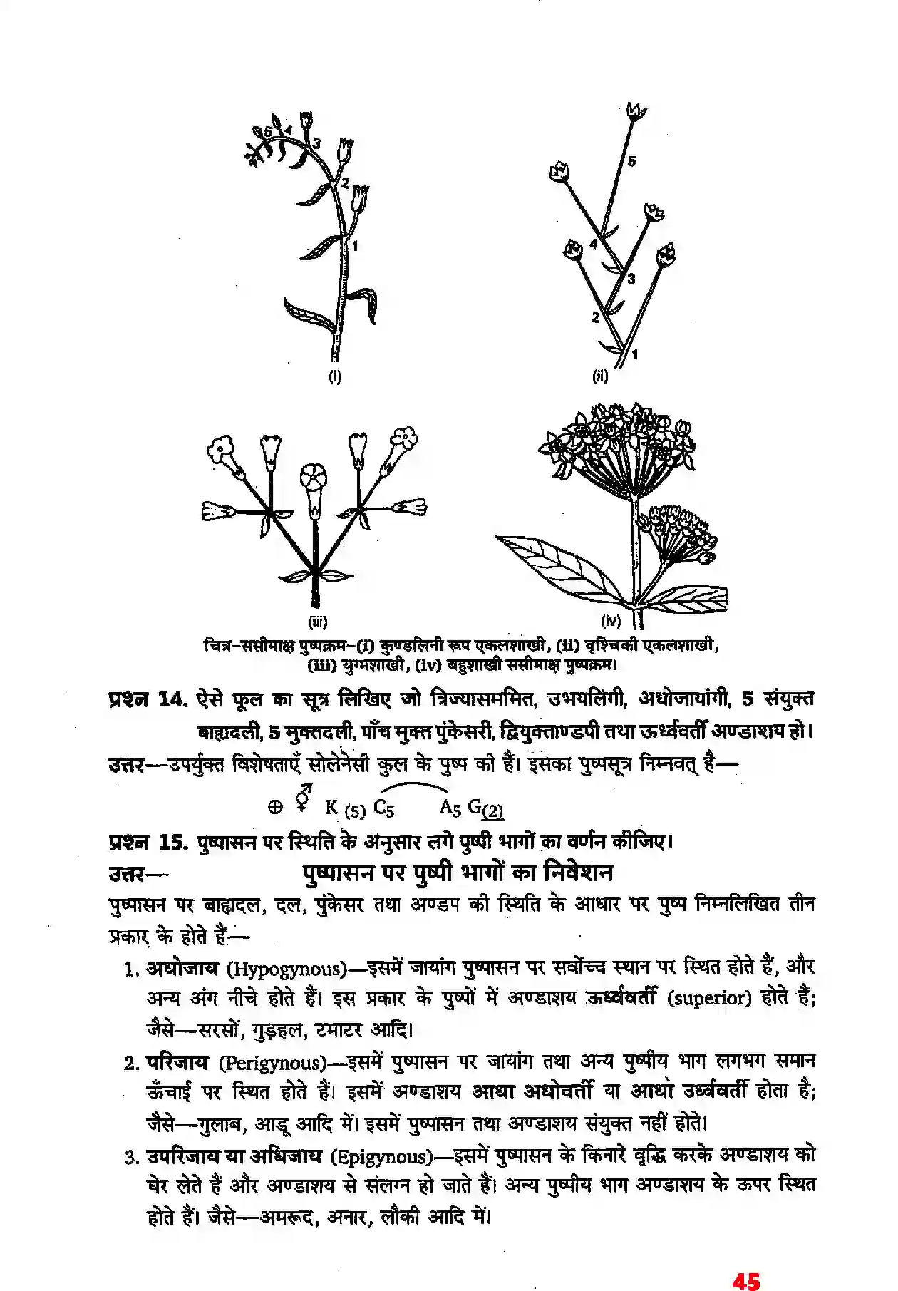 Bihar Board Class 11th Biology (जीव विज्ञान) Chapter 5 (पुष्पी पादपों की आकारिकी) Solution 23