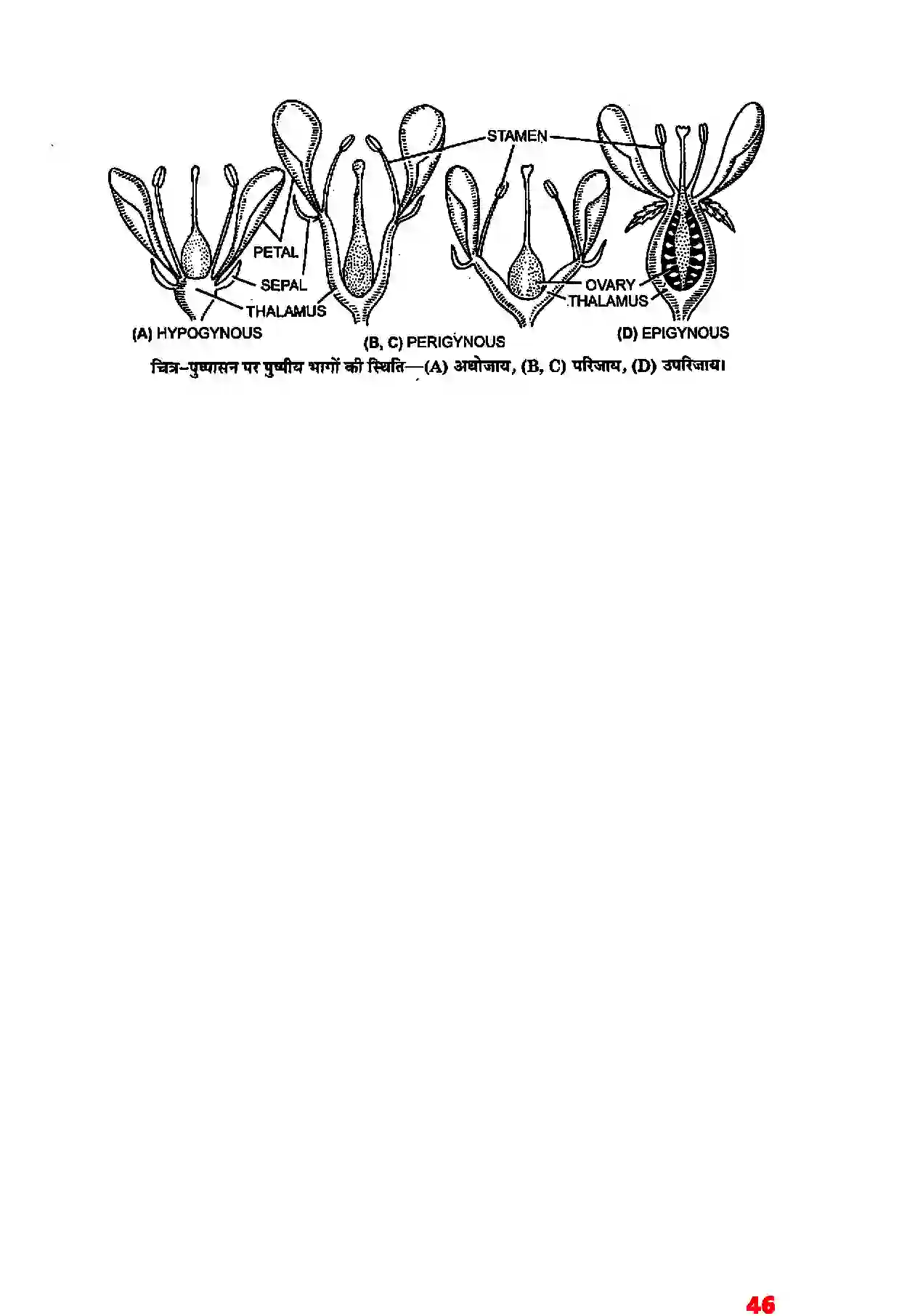 Bihar Board Class 11th Biology (जीव विज्ञान) Chapter 5 (पुष्पी पादपों की आकारिकी) Solution 24