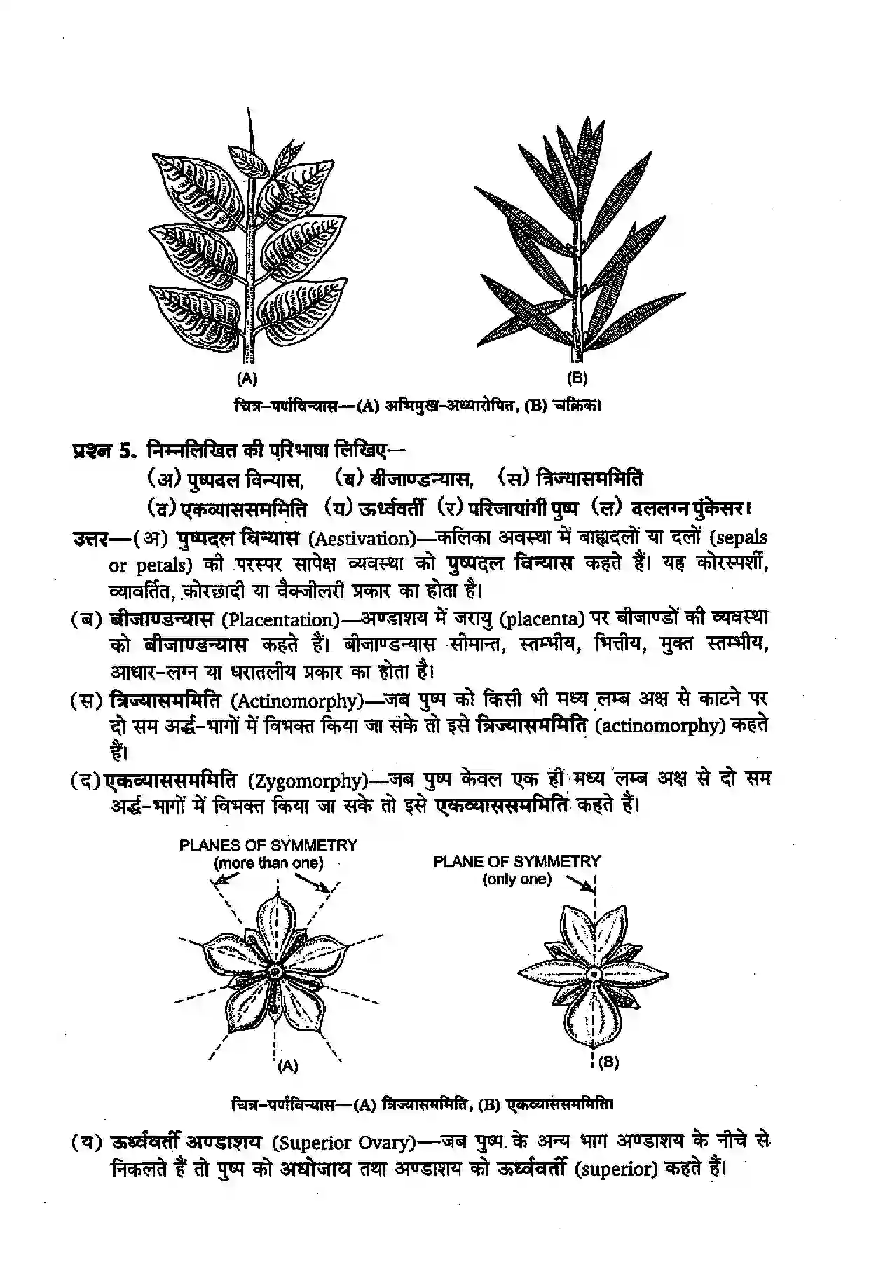 Bihar Board Class 11th Biology (जीव विज्ञान) Chapter 5 (पुष्पी पादपों की आकारिकी) Solution 4