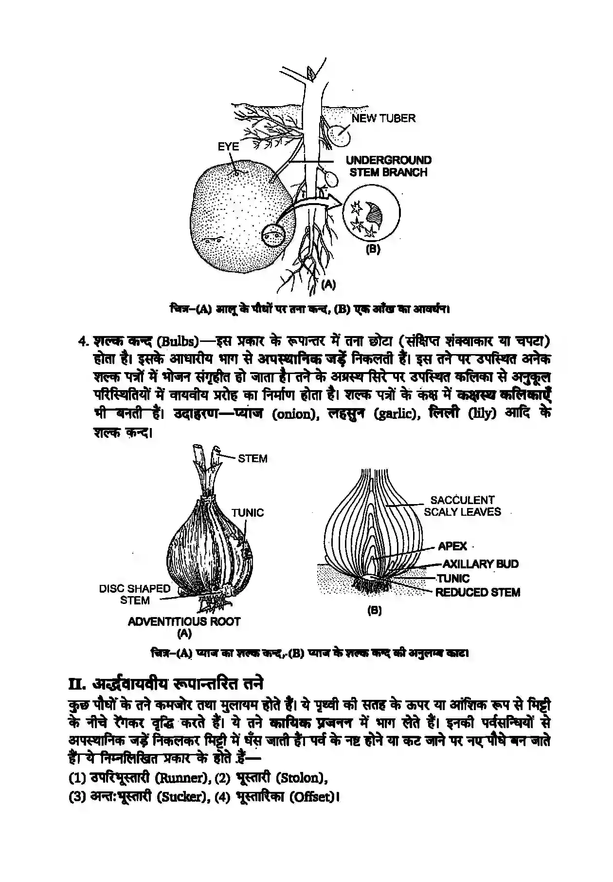 Bihar Board Class 11th Biology (जीव विज्ञान) Chapter 5 (पुष्पी पादपों की आकारिकी) Solution 8