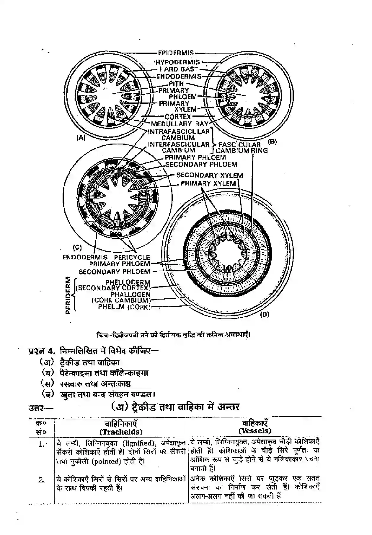 Bihar Board Class 11th Biology (जीव विज्ञान) Chapter 6 (पुष्पी पादपों का शारीर) Solution 3